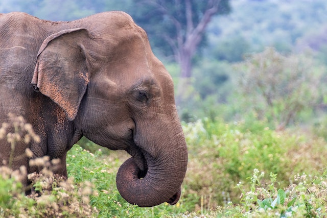 Sri Lanka Elefanten - lust-auf-asien.de