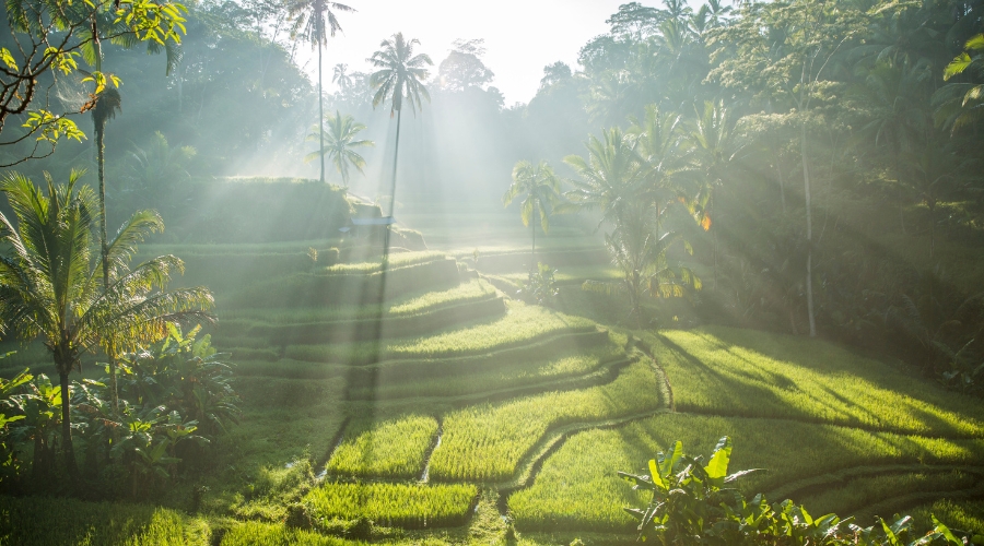 Balis Reisfelder