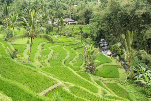 Balis einmaligen Reisfelder - lust-auf-asien.de