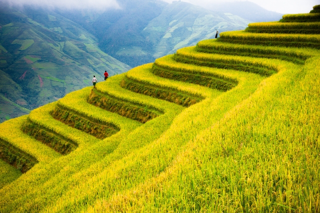 Reisfelder in Balis - lust-auf-asien.de