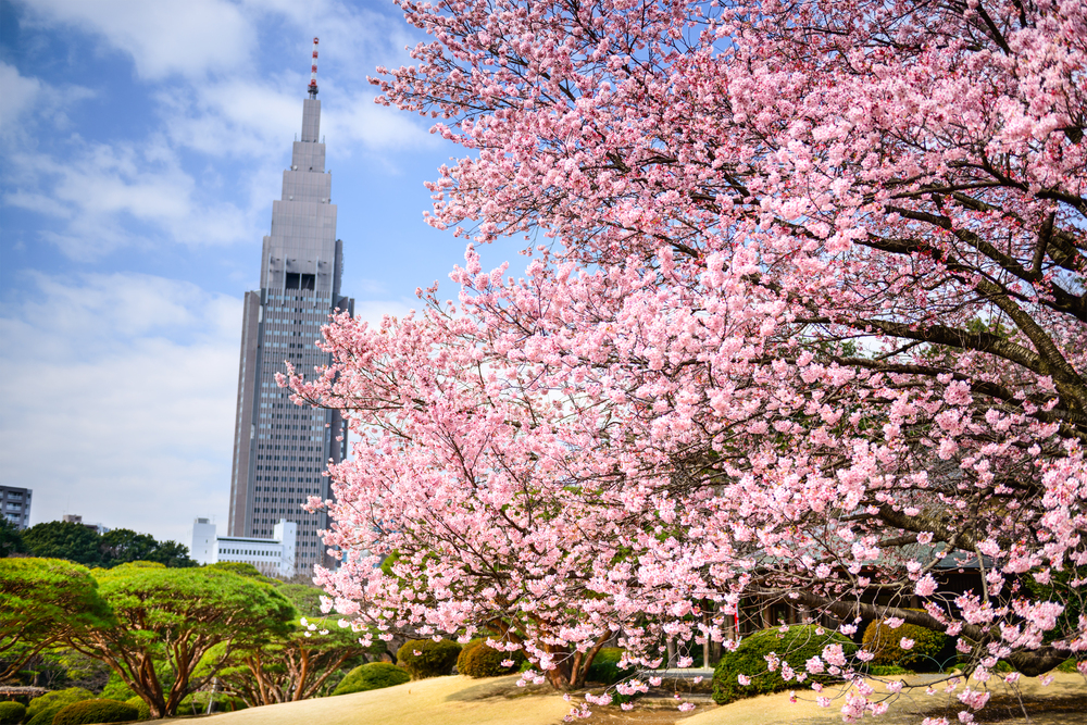 Tokyo, Japan springtime at Shinjuku Gyoen Park.